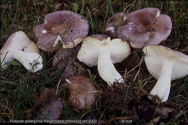 www.paddenstoelenalkmaar.nl/Paddenstoelsite/Afbeeldingen/Losse%20waarnemingen/Russula%20pelargonia.jpg
